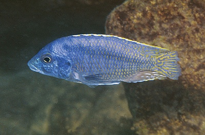 Mylochromis sp. 'mollis likoma' Likoma Island